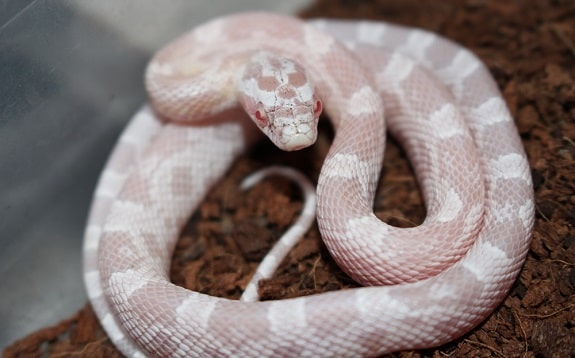 Snow Corn Snake