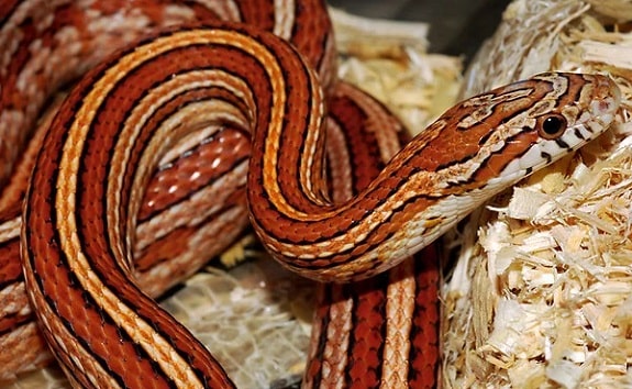 Striped Corn Snake