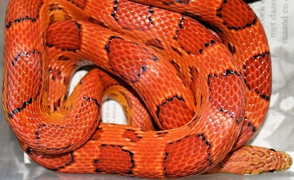 Sunkissed Corn Snake