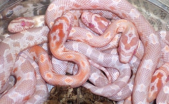 Sunrise Corn Snakes