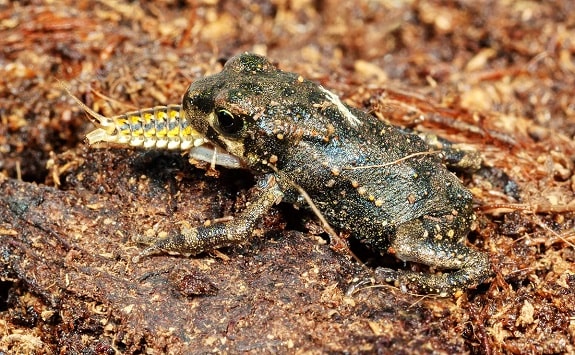 Toad Eating Large Insect