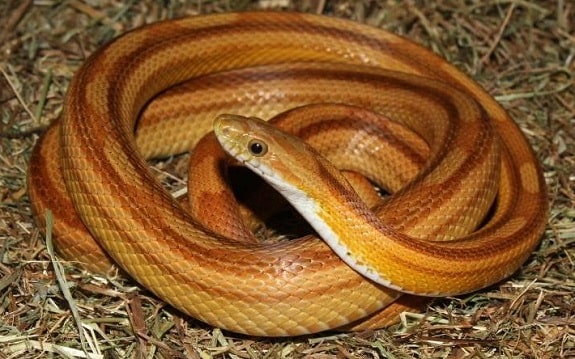 Toffee Corn Snake