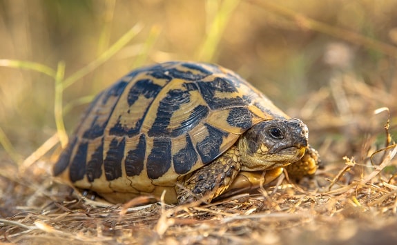 Western Hermanns Tortoise