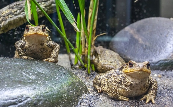 feeding pet toads