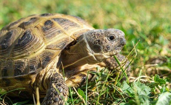 Where to Buy Russian Tortoise