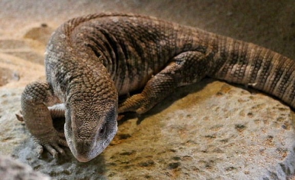 Where to Buy a Savannah Monitor