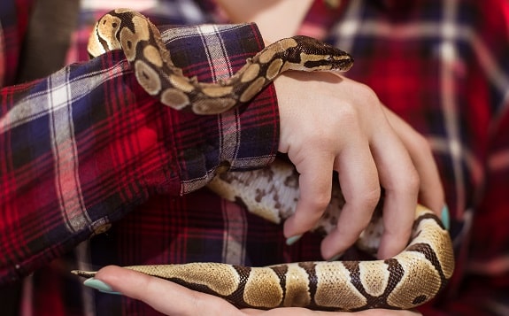 Woman Holding Docile Ball Python