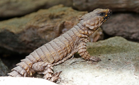 the golden armadillo lizard