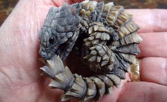 armadillo lizard curled up