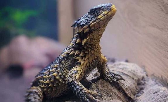 armadillo lizard face