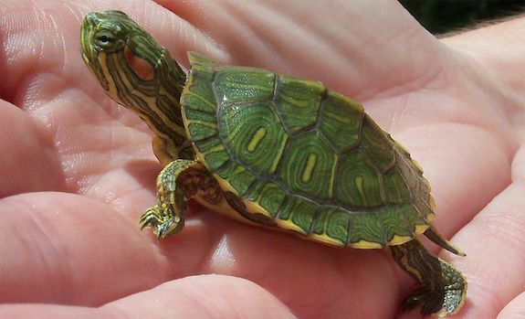 baby red eared slider