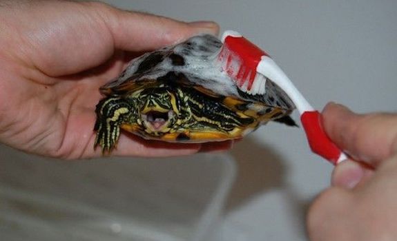 brushing a red eared slider turtle shell