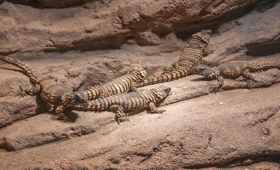 group of armadillo lizards