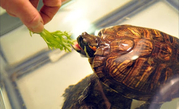 hand feeding red eared slider