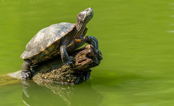 red eared slider basking