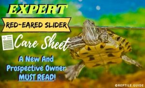 Red-Eared Slider Care Sheet for Raising a Happy & Healthy Turtle