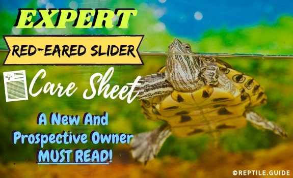 How to Raise a Red Eared Slider Turtle? 2