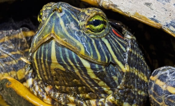 red eared slider face