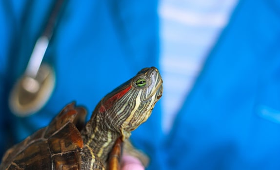 red eared slider health concerns