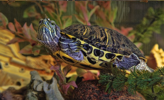 red eared slider tank setup