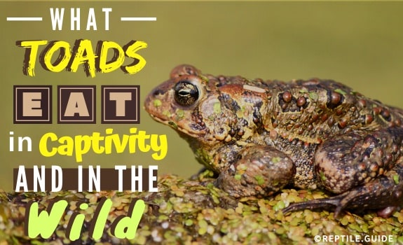 What Do Toads Consume: A Nutritional Guide