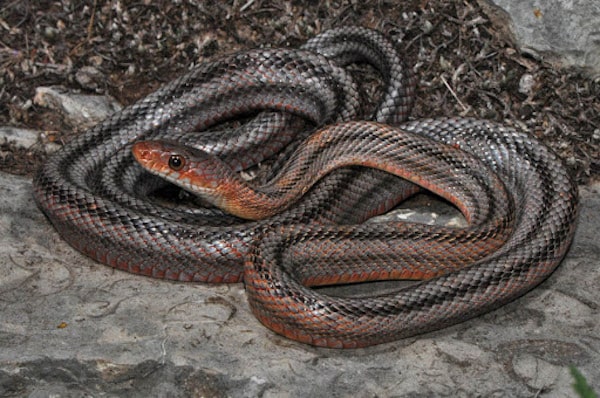 Baird's Ratsnake