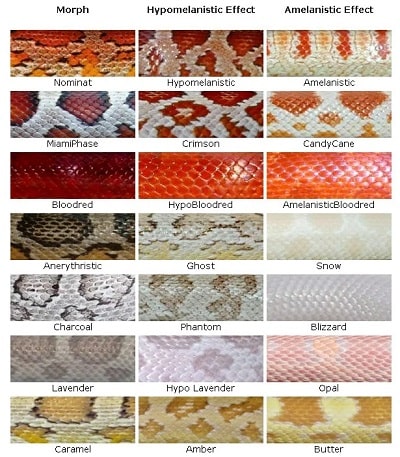 30 Beautiful Corn Snake Morphs Colors With Pictures 30 Beautiful Corn Snake Morphs Colors With Pictures