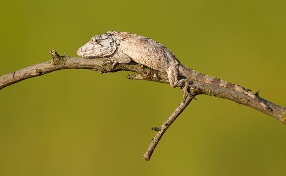 Cuban False Chameleon