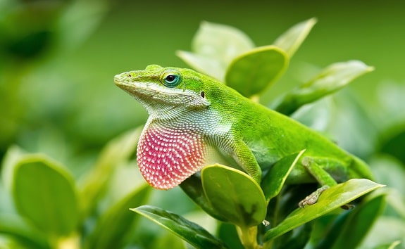 green pet lizards