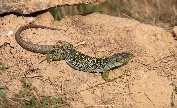 Jeweled Lacerta