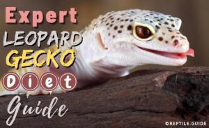 Leopard Gecko Diet & Feeding Guide: A MUST Read for a Healthy Pet!