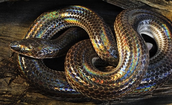 albino sunbeam snake