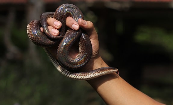 Sunbeam Snake Handling Bonding