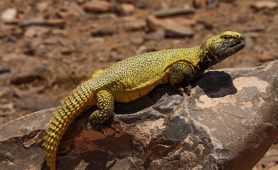 Uromastyx