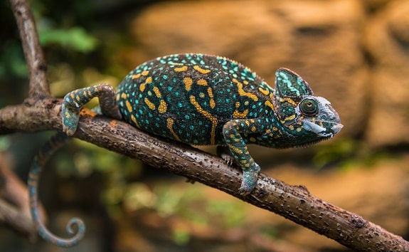 Veiled Chameleon