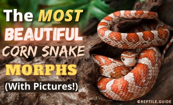 corn snake morphs