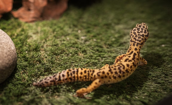 healthy leopard gecko body