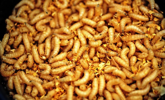 how to care for waxworms