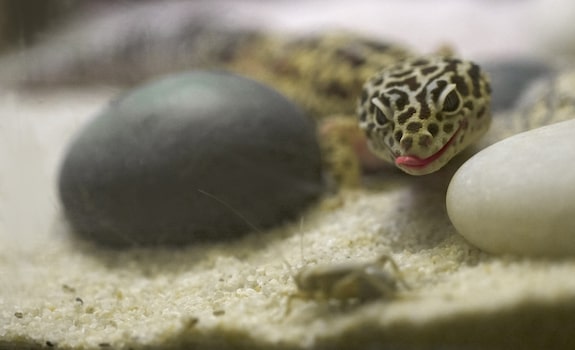 hungry leopard gecko