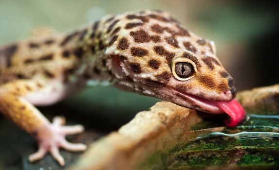 leopard gecko drinking