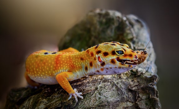 leopard gecko eating