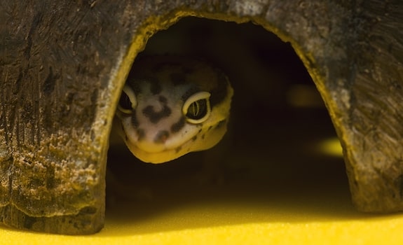 leopard gecko not eating