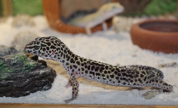 Leopard geckos (and most reptiles) require a heat gradient in their  enclosure to properly thermoregulate. Having accurate thermometers, as well  as an infrared thermometer gun, are essential to reptile husbandry. :  r/leopardgeckos