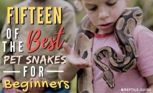 15 Best Pet Snakes For Beginners (With Pictures!)