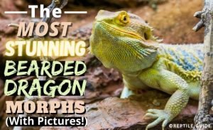 22 Types of Bearded Dragon Morphs & Colors (With Pictures!)