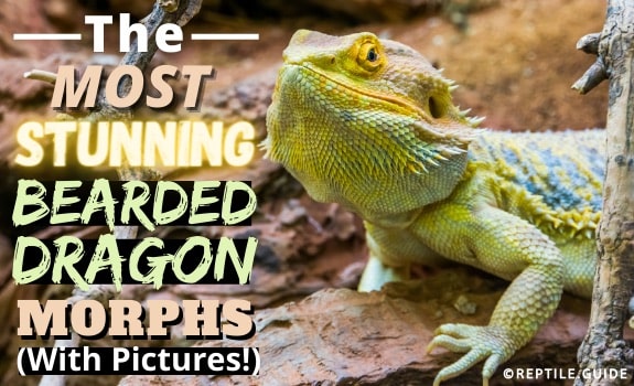 A Beginner's Guide to Bearded Dragon Colors & Morphs – Dragon's Diet