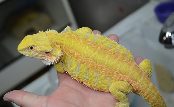 orange bearded dragons