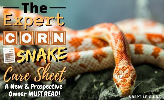 Corn snake care