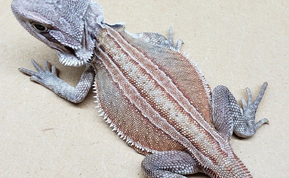 KREA - a blue bearded dragon, hq, photorealistic