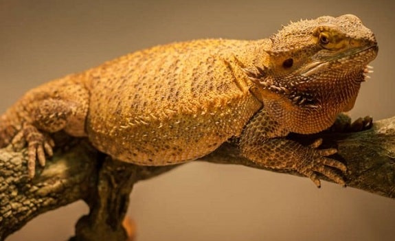 full grown bearded dragon next to a ruler